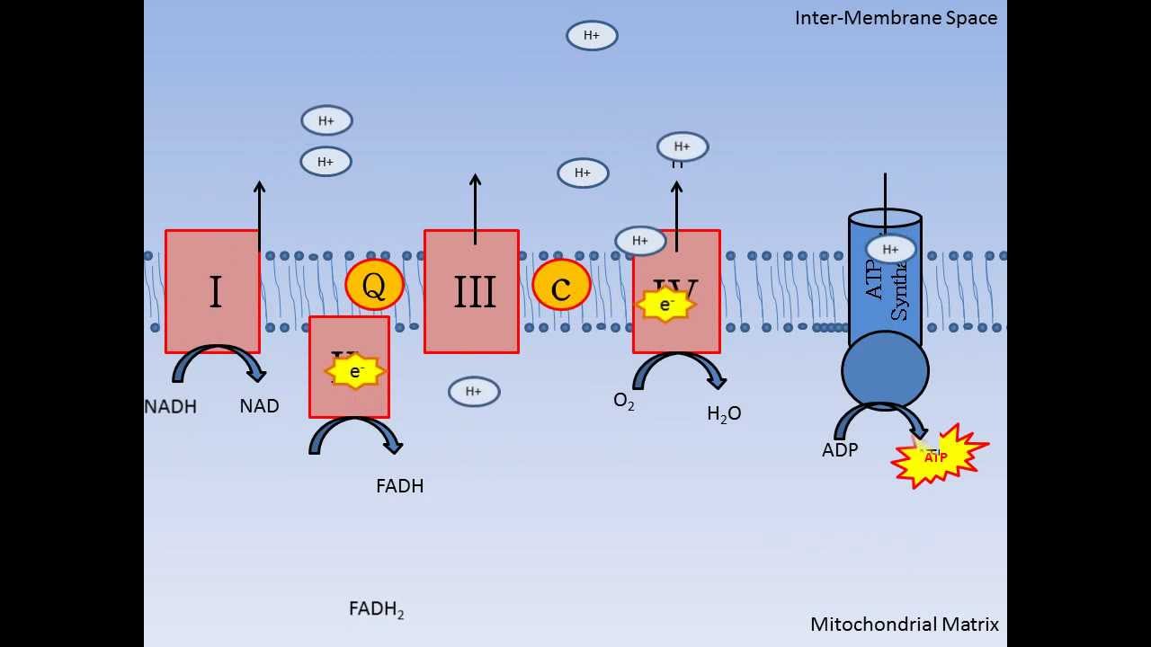 Mitochondrial Respiration and Oxidative Phosphorylation Review Jayson