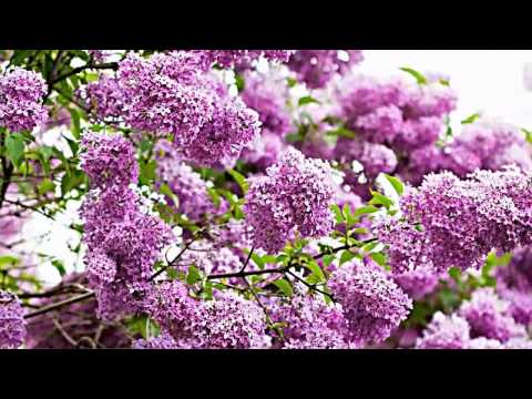 Открытка для тебя красивая эти цветы Открытка для тебя красивая эти цветы