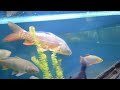 Харьковский океанариум Немо - Карп зеркальный Cyprinus specularis