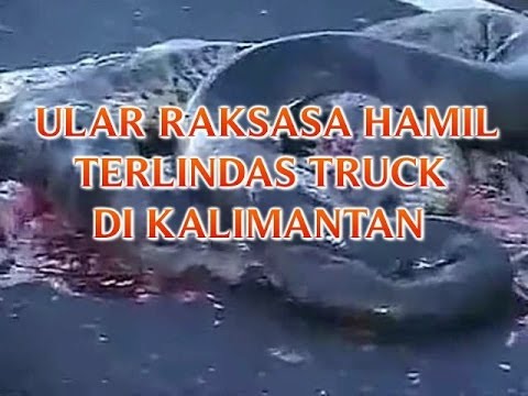 Film Hamil Ular | ular raksasa hamil terlindas truck di kalimantan quot ratusan Film Hamil Ular | ular raksasa hamil terlindas truck di kalimantan quot ratusan