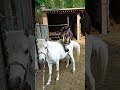 Funniest Donkey Ever Donkey Training the fun way 1201