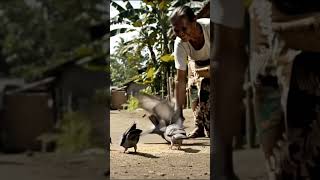 Kucing Dan Burung Dara, Persahabatan