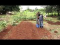 La Tierra Prometida - www.agroecologiapr.org