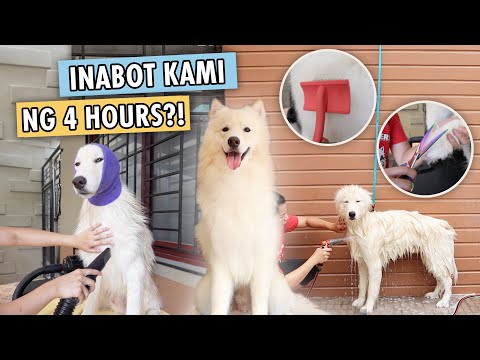 WOOLY HUSKY BATH AND GROOMING ROUTINE (STEP BY STEP PROCESS!)