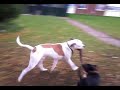 11 Mth American Bulldog X Bullmastiff And A 7 Mth images 11 Mth American Bulldog X Bullmastiff And A 7 Mth