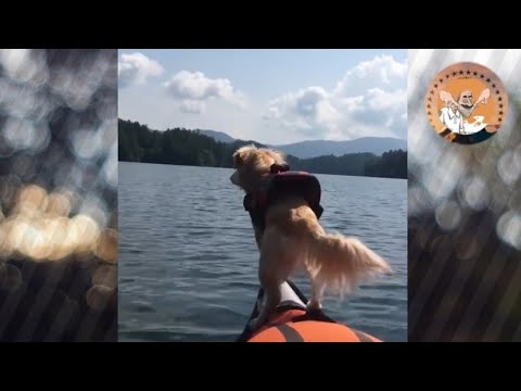TRY NOT TO LAUGH - Funny Animals Compilation 2019 - Animals Are Dumb and Silly but Cute (P1)