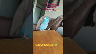 Konuşan Forpus Papağanı Herkül Yeni Kelimeler Yeni Cümleler