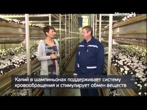 Как вырастить белые грибы в горшке Как вырастить белые грибы в горшке