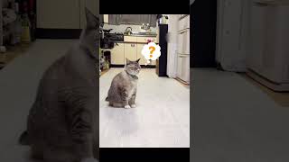 【ドッキリ】ねこＶｓ猫 #Cat #ねこチャック #猫