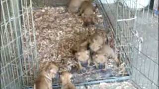 Pit Bull Pups 5 Weeks Old Liberty Bell Kennels