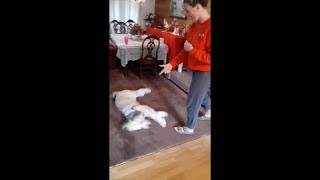 Dog Plays Dead When Girl Says Bang While Pointing Her Finger