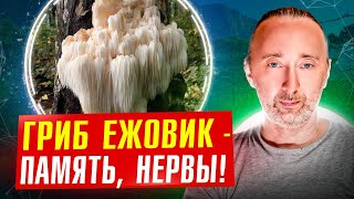 Гериций/ Ежовик Гребенчатый: Укрепляет Память И Нервы, Защищает От Деменции, Альцгеймера, Паркинсона