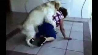 Dog on old woman Dog on old woman