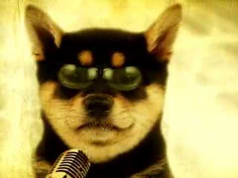 Rock 'n' Dog - I love rock and roll