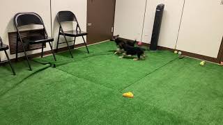 German Shepherd puppies