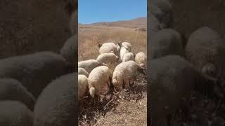 Koyunlarin Çi̇ftleşme Dönemi̇ Başladi