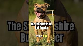 The Origin Of The Staffordshire Bull Terrier