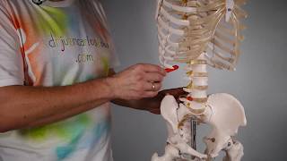 MÚSCULO OBLICUO ABDOMINAL INTERNO