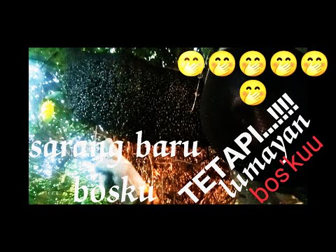 Sarang nya jumbo#tapi madu nya!!!!????🤭🤭🤭🤭🤭🤭