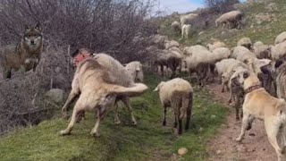 Çobanin Çapar Kangallari Kurdun Peşi̇nde Kisa Belgesel