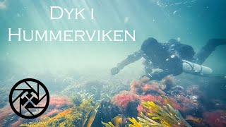 Dykning i Hummerviken