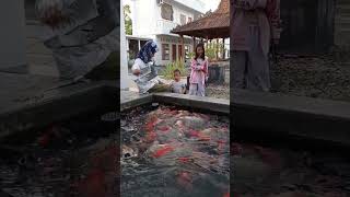 Damar Sasongko - Koi