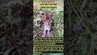 Kucing Hutan Macan Akar