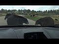 Car Surrounded By Bears!  -  Bear Country, U.S.A.