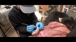 Prepping And Fleshing A Bear Hide Timelapse