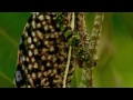 wildlife