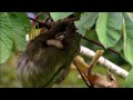 wildlife