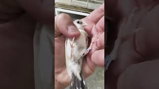 Dfinch