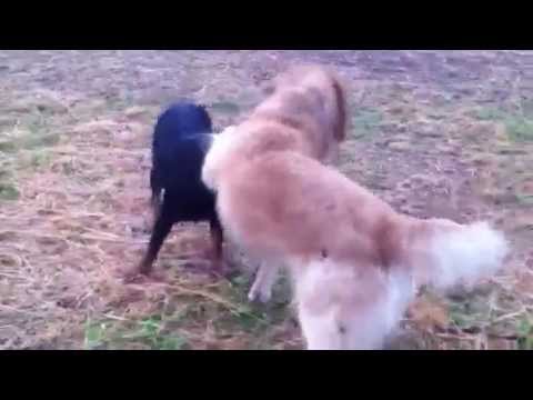 golden retriever vs rottweiler rottweiler vs golden retriever golden retriever vs rottweiler rottweiler vs golden retriever