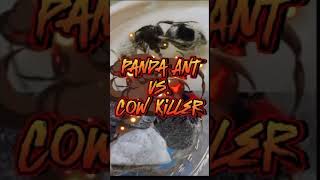 Panda Ant Vs. Cow Killer Part 2 Of Insect Battles
