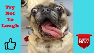 Funny Videos of Animals | Try Not To Laugh - Funny Vines June 2018