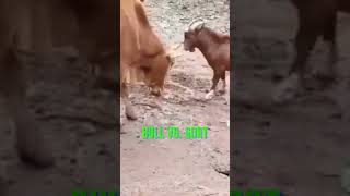 Bull Vs. Goat