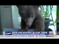Hear baby bear make cutest noise