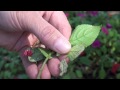 Impatiens Dying from Downy Mildew.mov