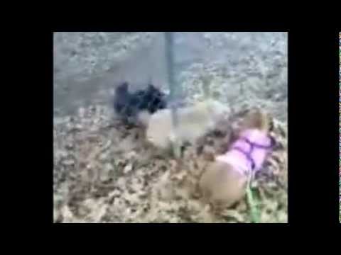 Play with Olive!