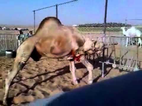 Mojzat+Nabi http://islamic-information-history.blogspot.com/2012/05/allah-pak-ka ...