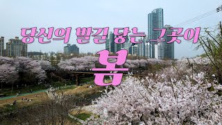 당신의 발길 닿는 그곳이, 봄