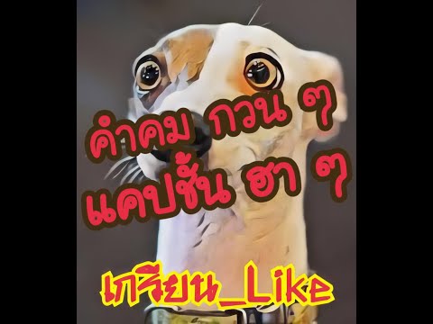 คำคมกวนๆแคปชั่นฮาๆ ep.1 #GREANLIKE