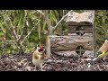 Beautiful Garden Birds at The Log House - Greenfinch, Bullfinch, Goldfinch, Robin, Dunnock & More