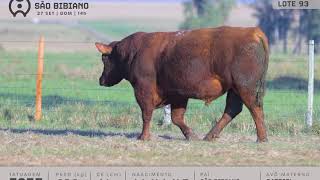 LOTE 93 - TOUROS ANGUS - LEILÃO VIRTUAL SÃO BIBIANO 2020
