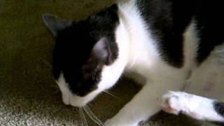 Lola And Her Catnip