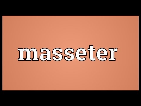 Header of masseter