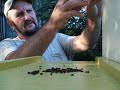 BEEKEEPING,Bees,SMALL HIVE BEETLES,Beetle trap filling,install Beekeepers Honeybees Beehives Georgia