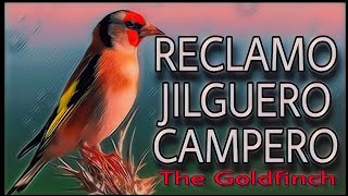 El Mejor Reclamo Jilguero Campero Del 2022 The Dfinch Audio De Jilguero Reclamo Para Capturas