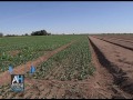LCV Cities Tour - Yuma: Yuma Agriculture Industry