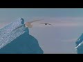 Love of Parents (Emperor Penguin - part III)
